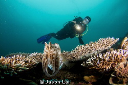 The charming and curious cuttlefish came to investigate o... by Jason Lai 